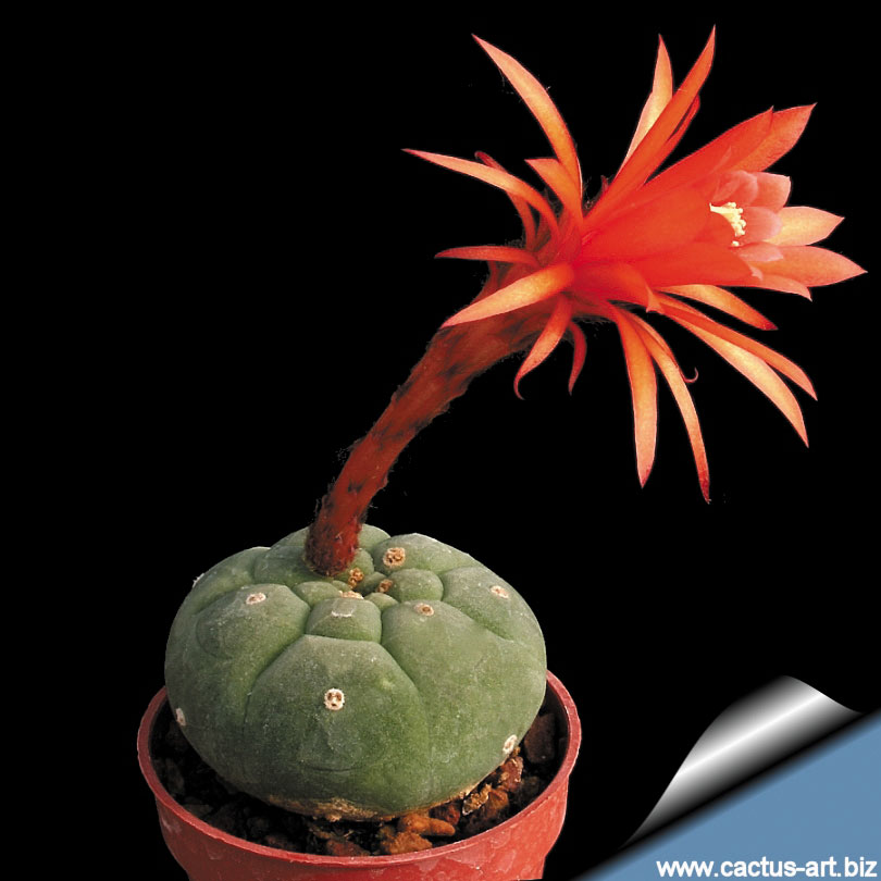 Виды кактусов (фото и описание). Все о кактусах.  Matucana-madisoniorum