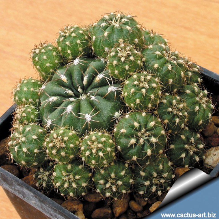 Виды кактусов (фото и описание). Все о кактусах.  Matucana-polzii-clustering