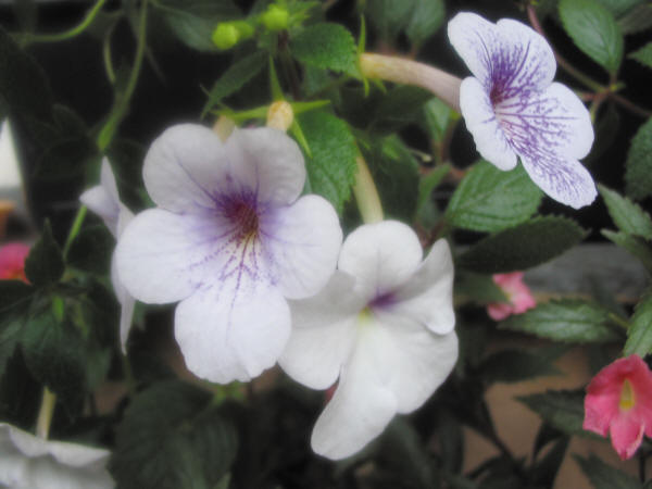 Ахименес, цветки