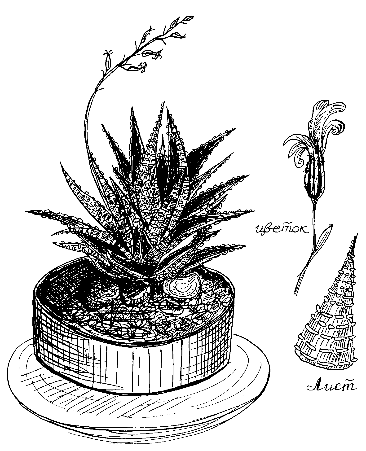 Хавортия полосатая, общий вид растения