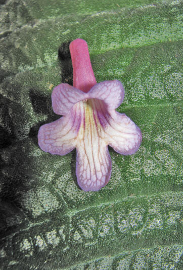 Цветок стрептокарпуса, увеличенное изображение