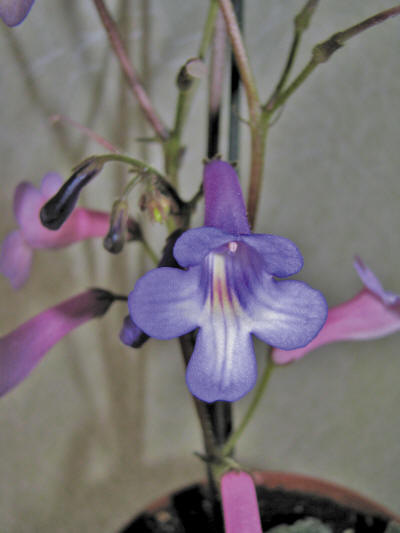 Цветоы стрептокапуса Вендленда