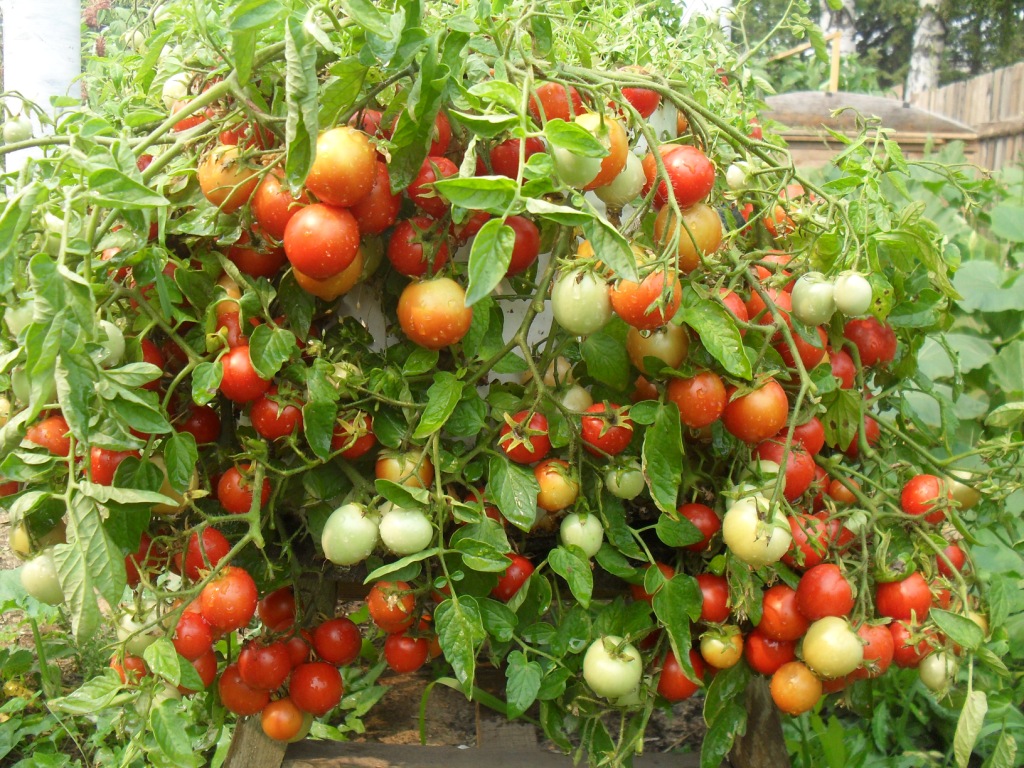 Фото ампельных томатов сорта Талисман