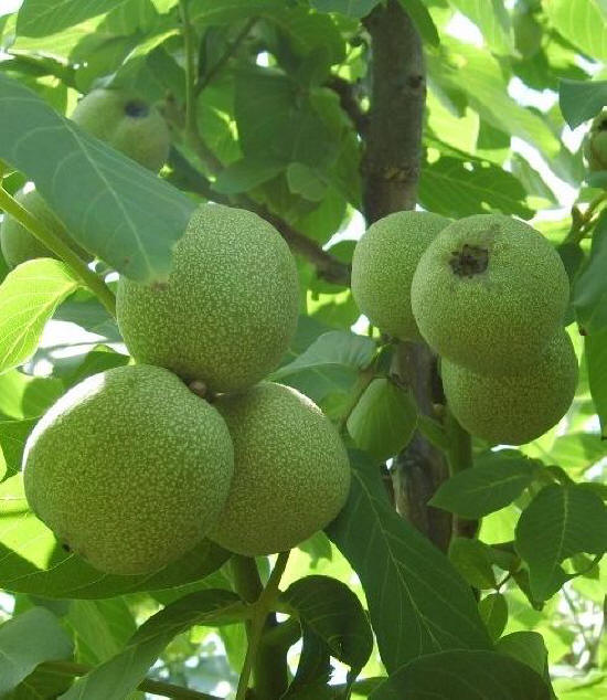 Оренбургская форма грецкого ореха, плоды