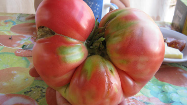 Самый первый томат