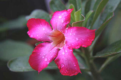 Цветок адениума