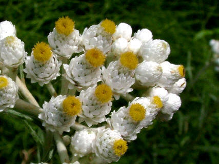 Цветки анафалиса трехжилкового
