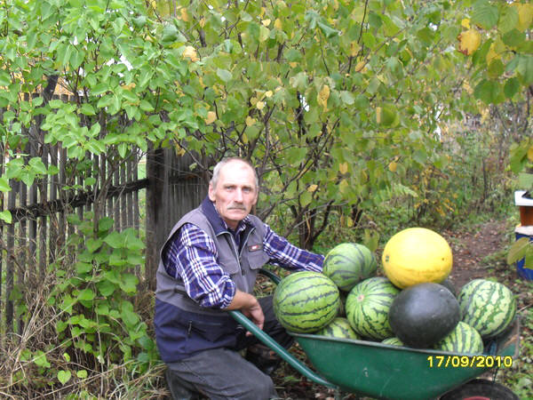 Урожай арбузов в Костромской области
