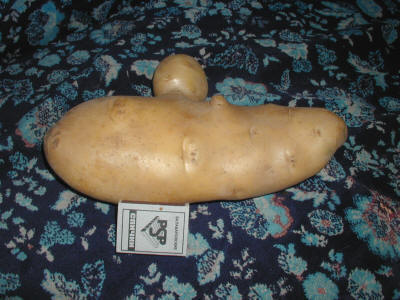 Картофель, вес клубня 1 килограмм 42 грамма