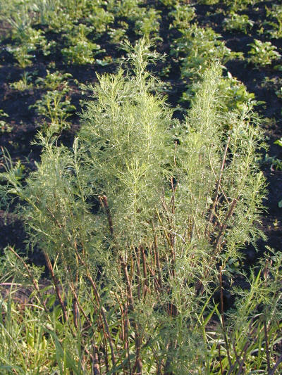 Полынь Божье дерево или Artemisia abrotanum