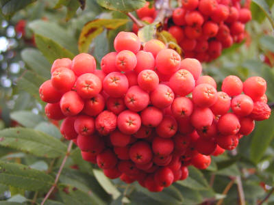Рябина Невежинская - гроздь ягод