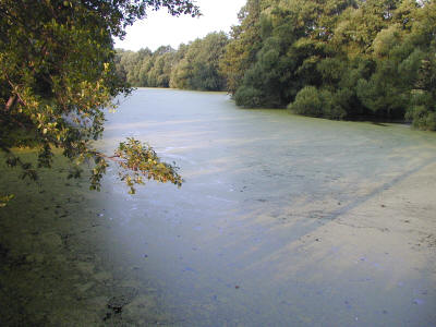 Ряска на озере