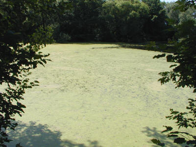 Ряска на озере
