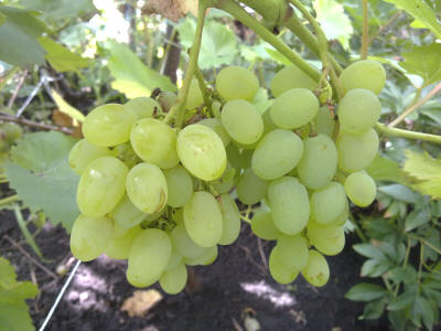 Виноград Зеленый Крупный