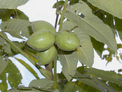 Зеленые плоды ореха маньчжурского